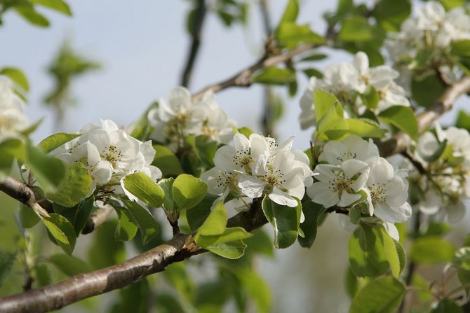 Kukinta -aikana tavallisen päärynän kukista voidaan kerätä suuri määrä nektaria