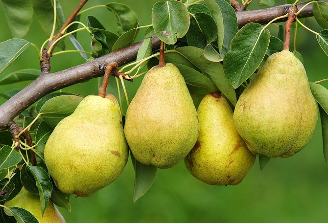 Hruška obyčajná. Ovocné stromy