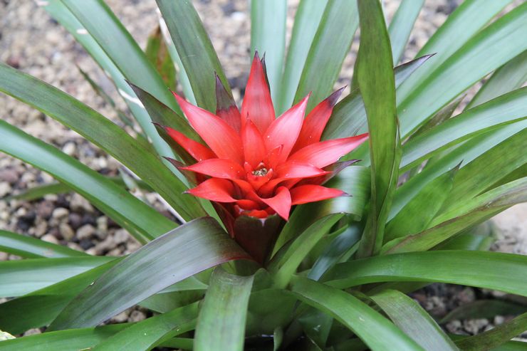 Guzmania siv