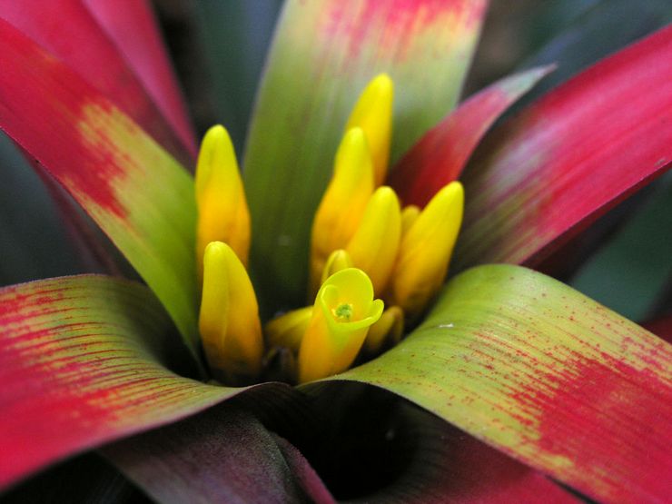 Guzmania blodrød