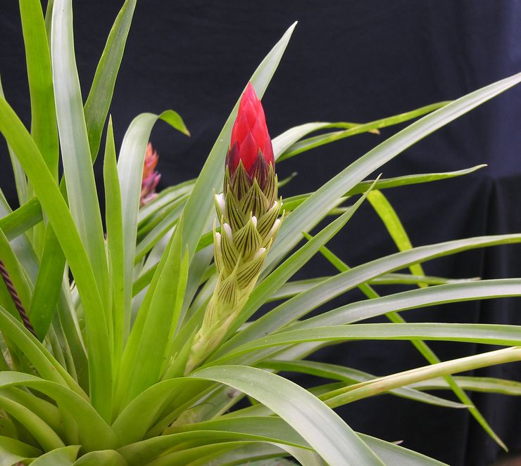 Guzmania enhovedet