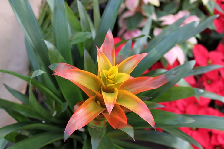 Beskrivelse af guzmania