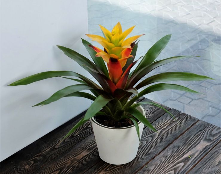 Guzmania pleje derhjemme