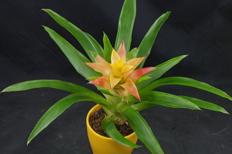 Jord til Guzmania