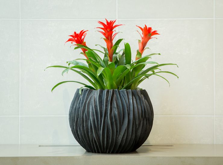 Guzmania plante