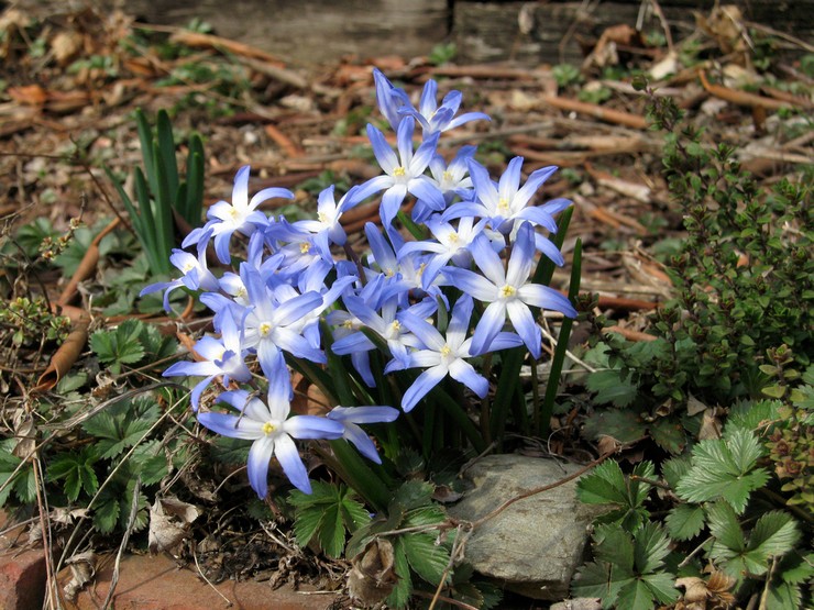 Plantning af chionodox i det åbne felt