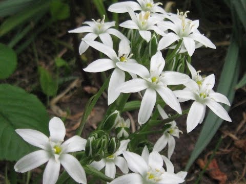 Planter til et alpint rutsjebane. Chionodox plantning og pleje