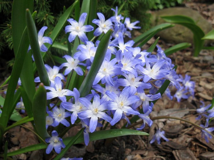 Chionodox Forbes