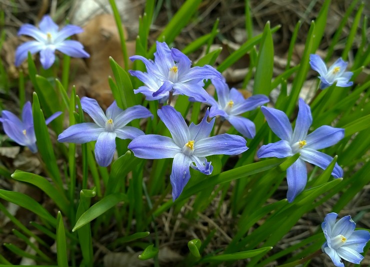 Chionodoxa Lucilia