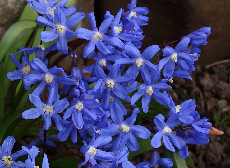 Chionodoxa sardinsk