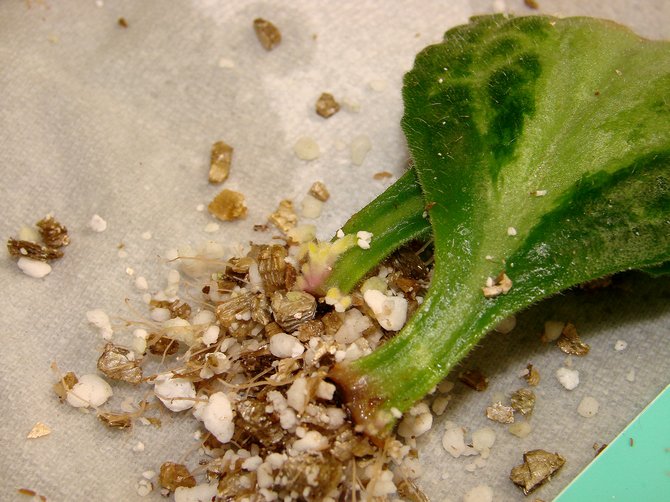 Flerårig khirit, udover frøformering, dyrkes også vegetativt, for eksempel ved bladstik.