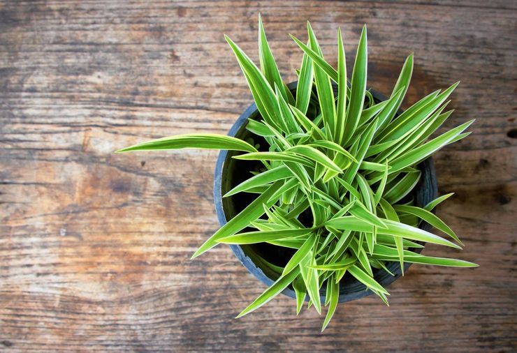 Grundlæggende regler for dyrkning af chlorophytum