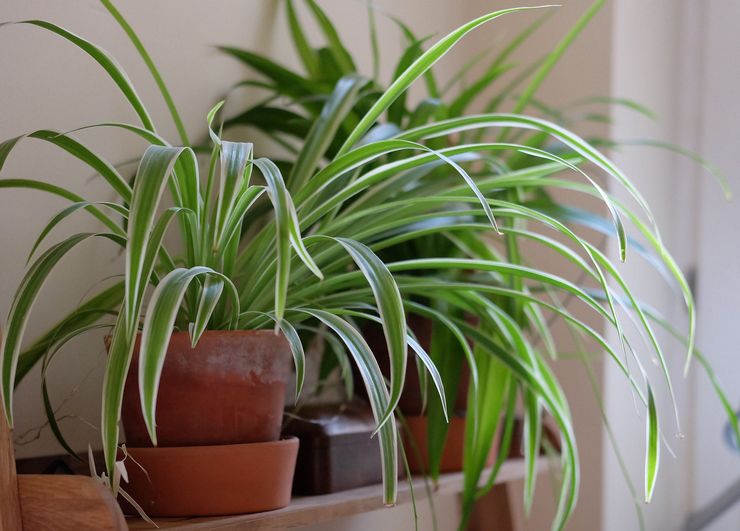 Chlorophytum pleje derhjemme