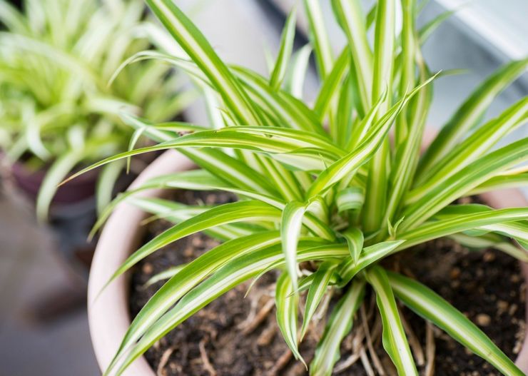 Jord til dyrkning af chlorophytum