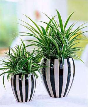 chlorophytum i en gryde
