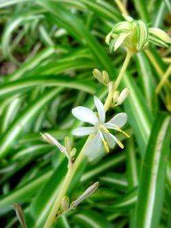 kukkiva chlorophytum