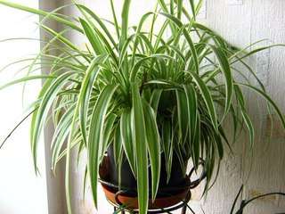 Chlorophytum plantens fødested Chlorophytum foto brug til hjemmet. Plantens hjemland