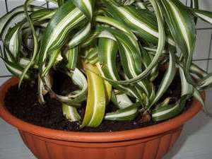 Chlorophytum bliver gul og tørrer. Hvad skal man gøre? Årsager