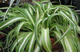 Chlorophytum: kotihoito, valokuva