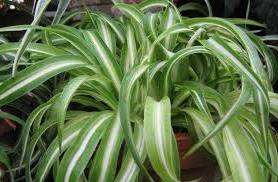 Chlorophytum: φροντίδα στο σπίτι, φωτογραφία