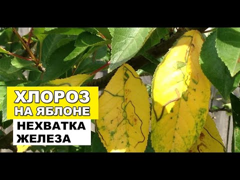 Žlté listy jablone - Chloróza alebo nedostatok železa na jablone ����