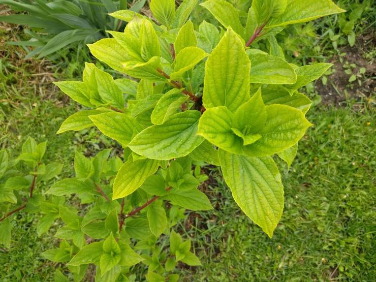 Hortensia klorose