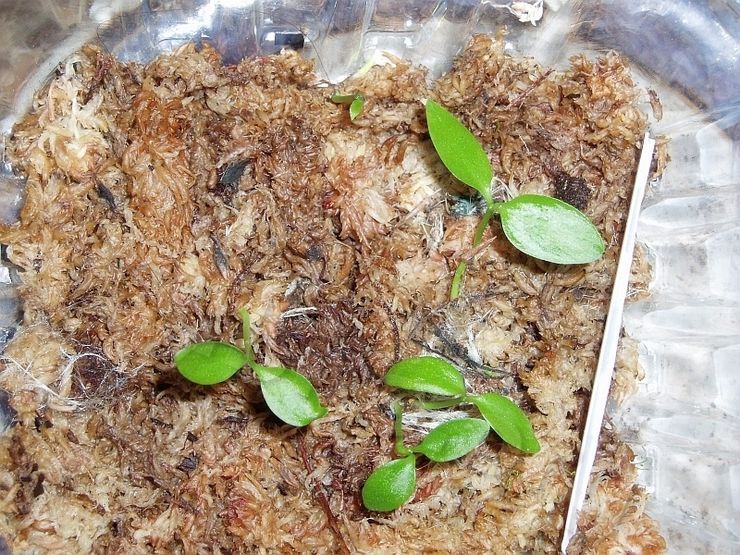 زراعة هويا من البذور