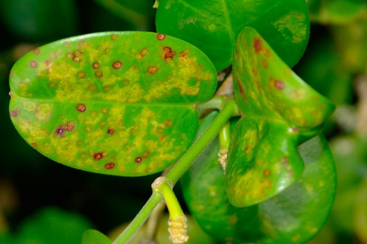 Hoya sygdomme