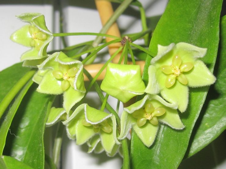 Hoya zelená