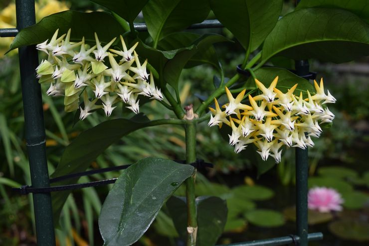 Hoya multiflora alebo viacfarebná