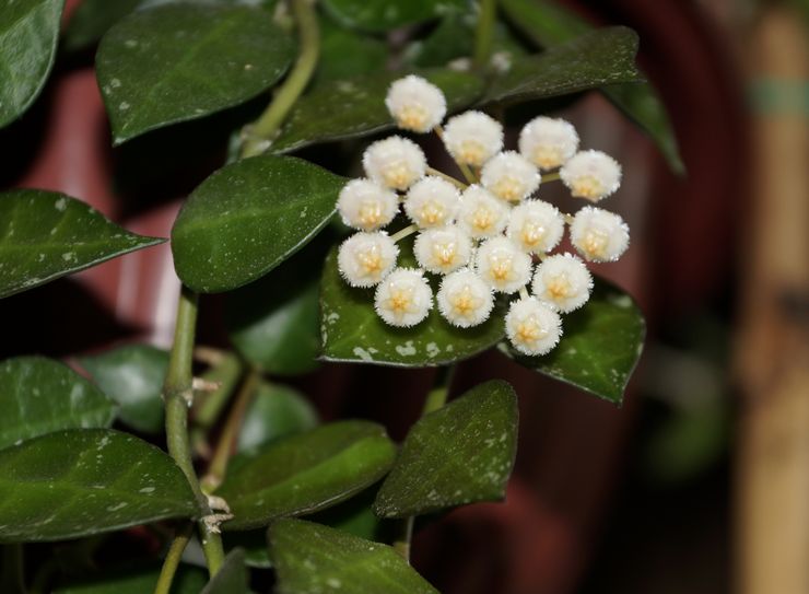 Hoya κοίλη