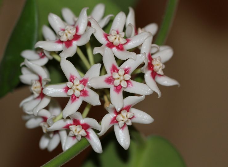 Hoya skål