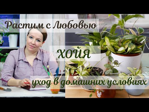 هويا - الرعاية المنزلية. الري والتربة والتكاثر والأمراض والآفات.