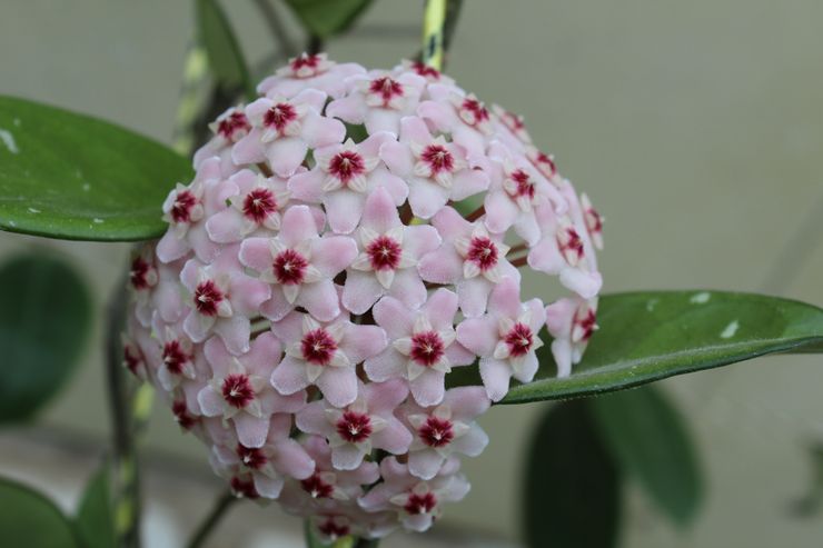 Hoya blomstrer