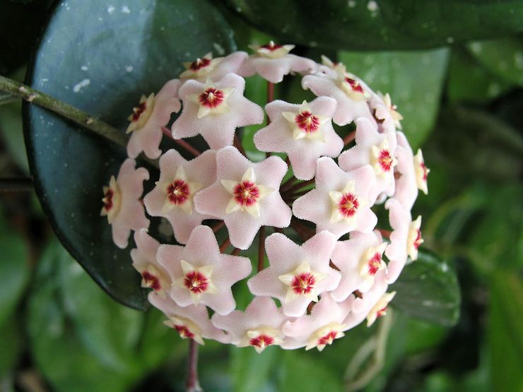 Rastlina Hoya