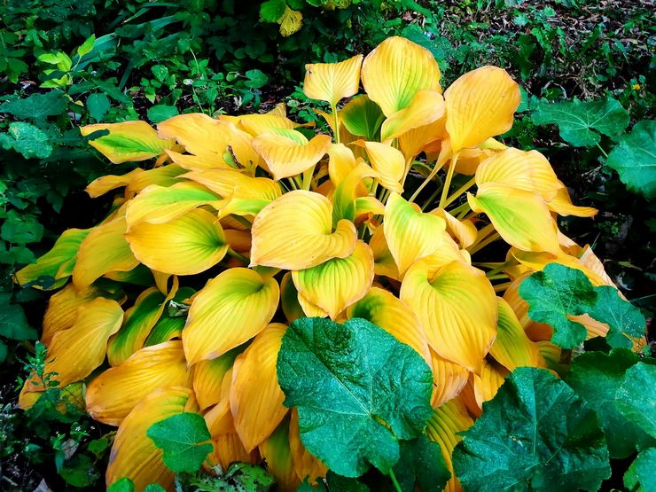 Hosta efter blomstring