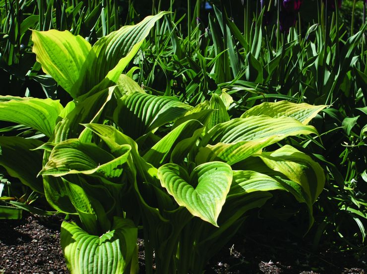 Hosta højt