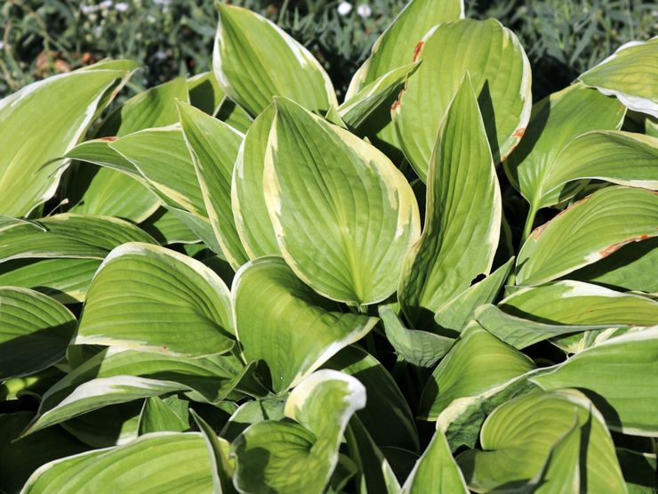 Hosta Fortune