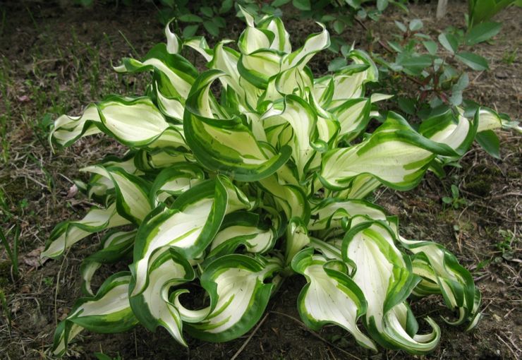 Hosta bølget