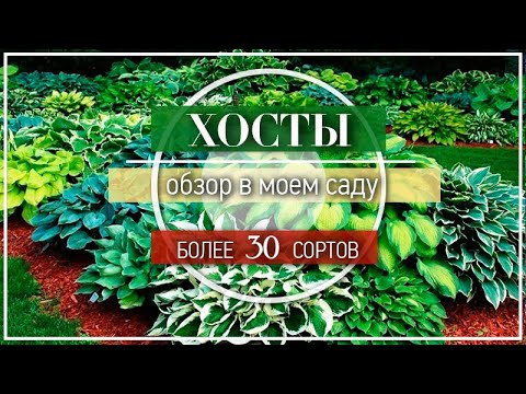 مستضيف / أكثر من 30 نوعًا / استضاف نظرة عامة في حديقتي