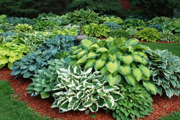 Hosta i landskabsdesign