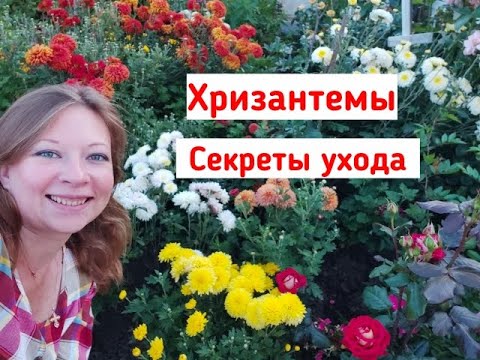 Χρυσάνθεμα στα προάστια! Χρυσάνθεμα: φύτευση και φροντίδα. Μεγαλώνοντας μυστικά! Φύτευση χρυσάνθεμων