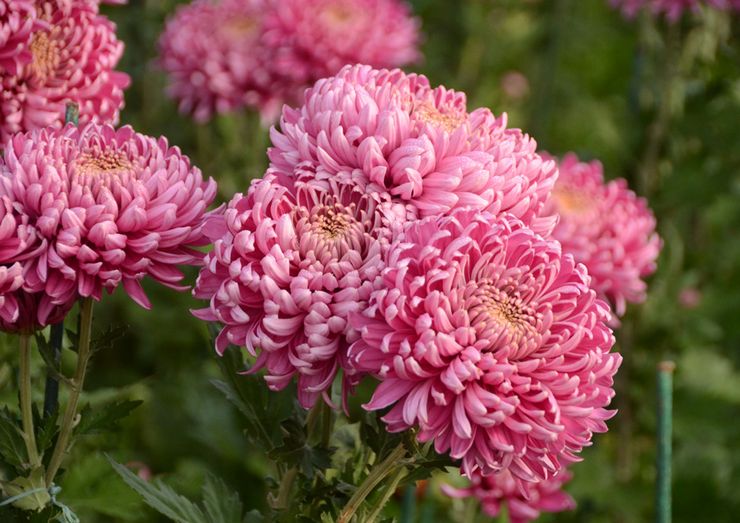 Krysantemum storblomstret