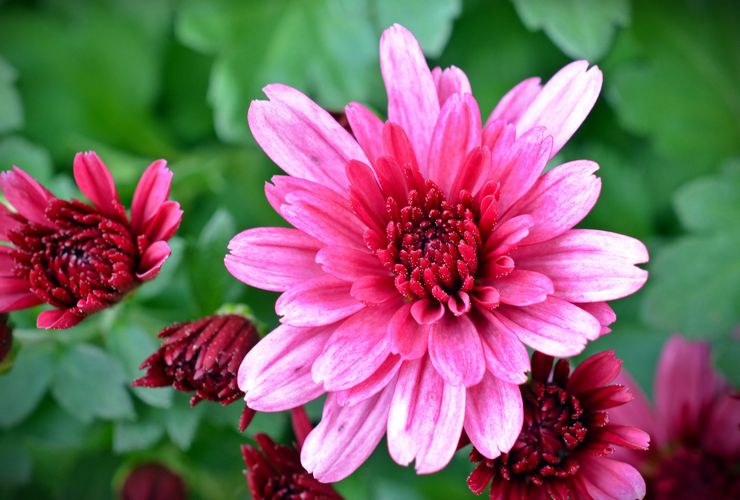 Chrysanthemum mellemblomstret