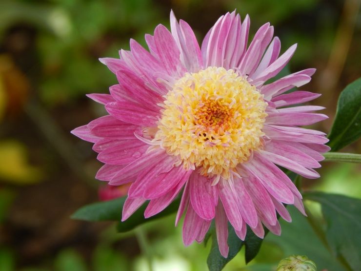 Chrysanthemum anemone