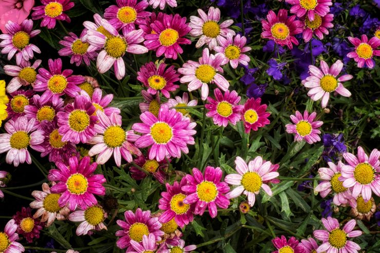 Chrysanthemum tidlig blomstring