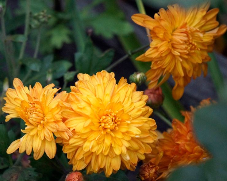 Chrysanthemum Orange