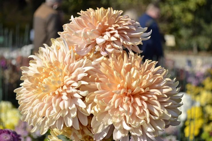 Chrysanthemum Avignon