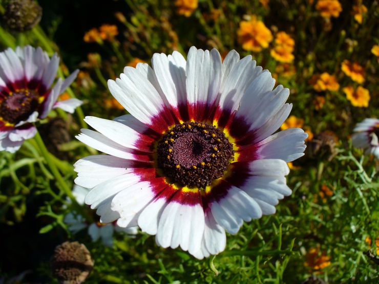 Chrysanthemum kølede eller tricolor