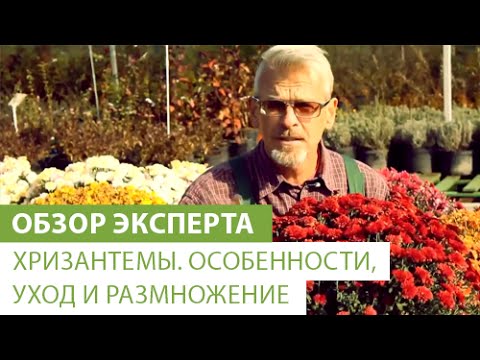 Χρυσάνθεμα. Χαρακτηριστικά, φροντίδα και αναπαραγωγή